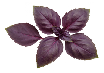Purple basil leaves fresh herb aromatic basil isolated plant on transparent background