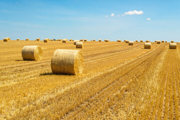 Wheat Field with Hay Bales under Blue Sky — Horizontal Rural Landscape of Harvest Season