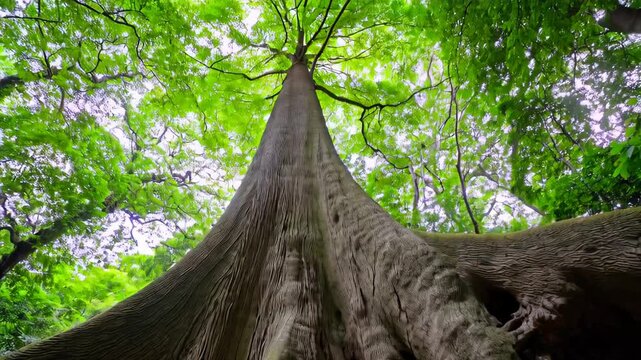 Majestic ancient tree viewed from ground with lush green canopy

