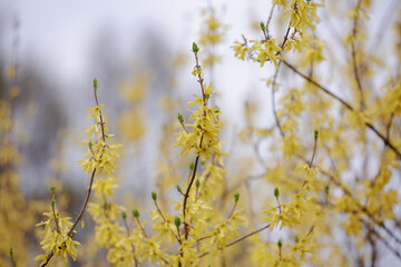 Forsythia. Easter tree flowers. Yellow blooming Forsythia flowers in spring close up. Forsythia, intermedia or golden bowl. Forsythia branch with flowers