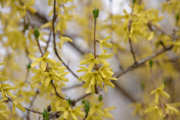 Forsythia beautiful shrub. Easter tree flowers. Yellow blooming Forsythia flowers in spring close up. Forsythia branch with flowers