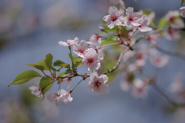 Pink flowers of cherry tree. Branch of pink spring Cherry blossom flowers. Selective focus of beautiful branches of pink Cherry blossoms on the tree under blue sky