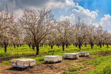 Apiary houses