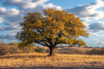 Obraz premium A majestic walnut tree standing tall amidst a golden autumn landscape, its deep green leaves transforming into vibrant yellows and oranges