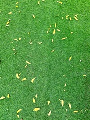 Bright green grass scattered with yellow fallen leaves, creating a vivid contrast between the lush...
