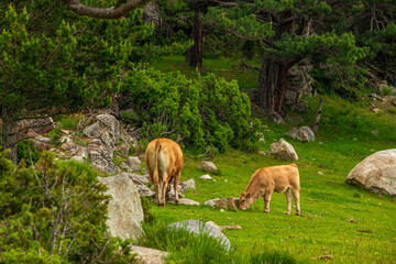 Cow in the forest and meadow of the Pyrenees in the southern Alps.