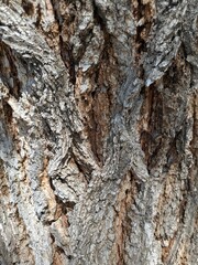 Primer plano de la textura de la corteza del árbol como fondo de madera
