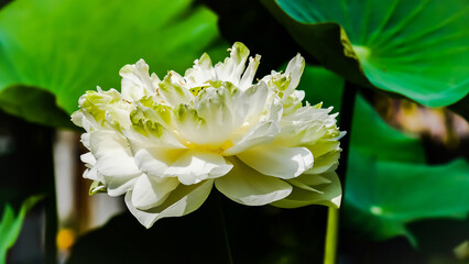 white lotus flower in garden