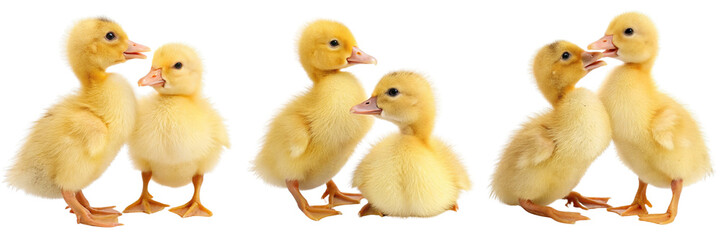 Set of Two adorable ducklings with charming features isolated on a transparent background