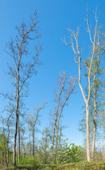 Fototapeta premium alder forest in spring near utrecht in the netherlands under blue sky