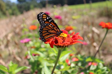 Monarch butterfly feeding on a vibrant red zinnia, surrounded by a colorful flower field in full bloom