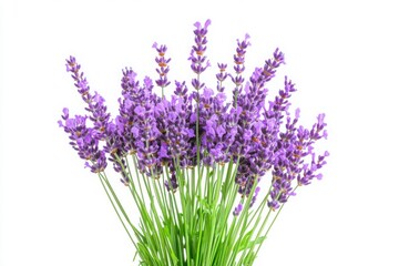 Fototapeta premium Lavender flower bouquet close up on white background