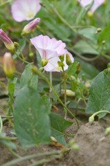 Field bindweed or Convolvulus arvensis or European bindweed or Creeping Jenny with open flowers surrounded with dense green leaves, closeup of Field bindweed flower