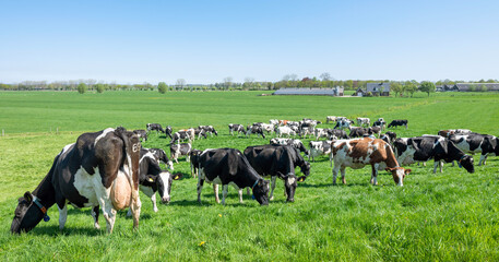 cows in green grassy fields near wijk bij duurstede in the centre of the netherlands on sunny day in spring