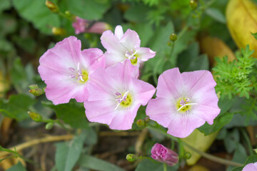 Field bindweed or Convolvulus arvensis or European bindweed or Creeping Jenny with open flowers surrounded with dense green leaves, closeup of Field bindweed flower