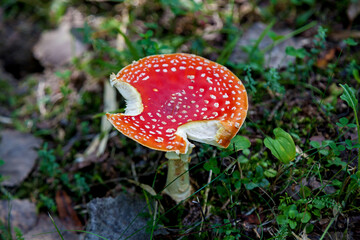 Bright red fly agaric mushroom (Amanita muscaria) with white spots and visible bite marks on cap, growing among green moss and forest floor vegetation