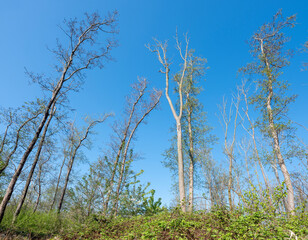 alder forest in spring near utrecht in the netherlands under blue sky