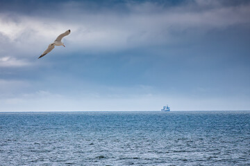 Seagull Soaring Above Cloudy Seascape with Distant Ship