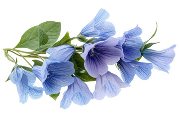 Fototapeta premium Delicate pale blue flowers on a black background showcasing their intricate veining and soft petals with on transparent background