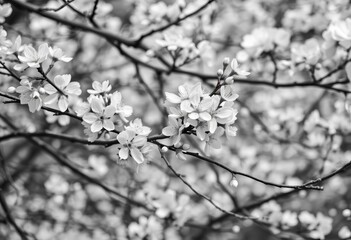 Obraz premium Monochrome image of a blossoming tree, delicate white flowers against stark branches, fragile, artistic