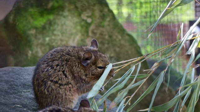 Degu eats green leaves and bush branches octodon degus