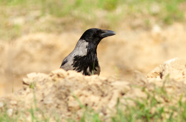 Hooded crow (Corvus cornix) portrait on the ground