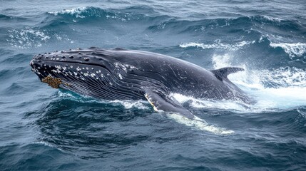 Obraz premium Humpback whale breaching, ocean waves, wildlife