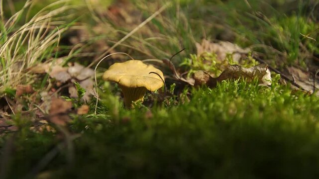 Chanterelle mushroom close-up surrounded with green moss and dry leafage on sunny day in a forest
