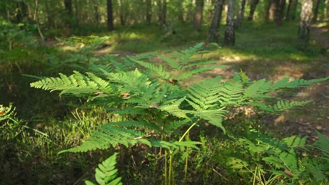 Wild fern grows in a forest close-up with shallow depth of field
