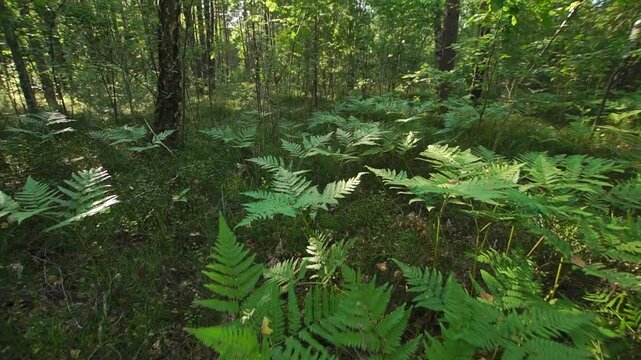 Wild green fern in a forest wide angle first person view
