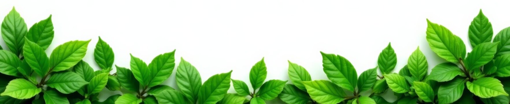 Lush green foliage arranged in a beautiful leafy border against a white backdrop, clean, flora, elegant