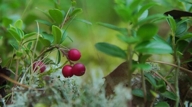 Several ripe red berries of wild lingonberry macro shot in a summer forest
