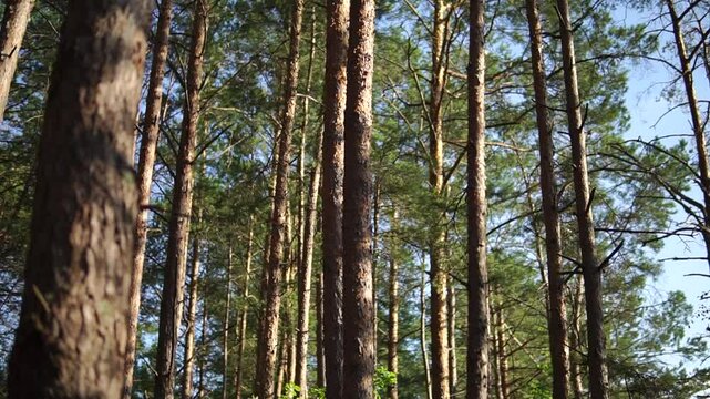 
Thin and tall pines in a summer forest on sunny day middle shot 
