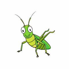 green grasshopper isolated on white background