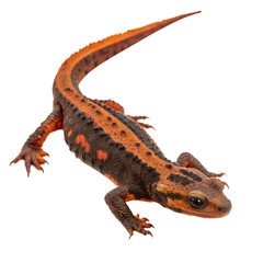Obraz premium Single Anderson's Crocodile Newt Isolated on a Transparent Background