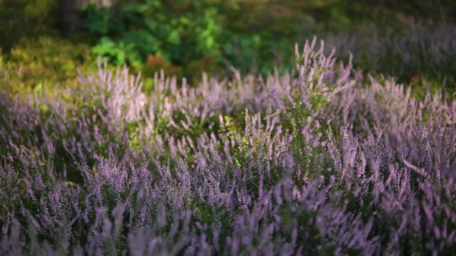 A colorful meadow of wild purple flowers in a foreset on sunny summer day truck middle shot
