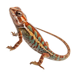 Obraz premium Single Arboreal Salamander Isolated on a Transparent Background
