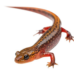 Single Arboreal Salamander Isolated on a Transparent Background