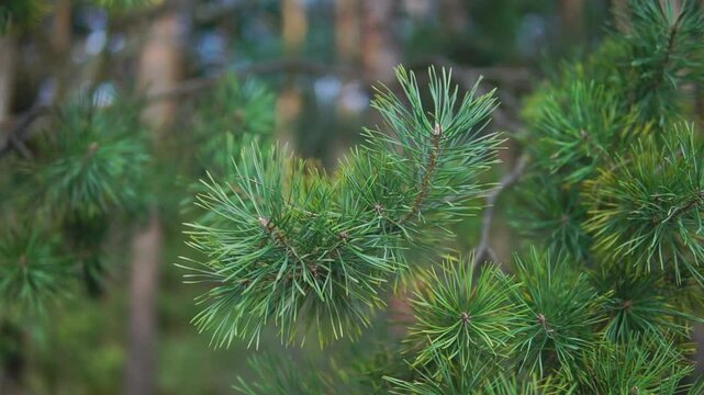 Young needles of a pine tree in a forest close-up

