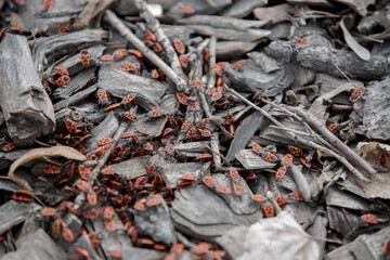 Pyrrhocoris apterus. The firebug. Insect of the family Pyrrhocoridae. Natural colorful close-up on a brilliant red firebug, Pyrrhocoris apterus. Top view. Selective focus