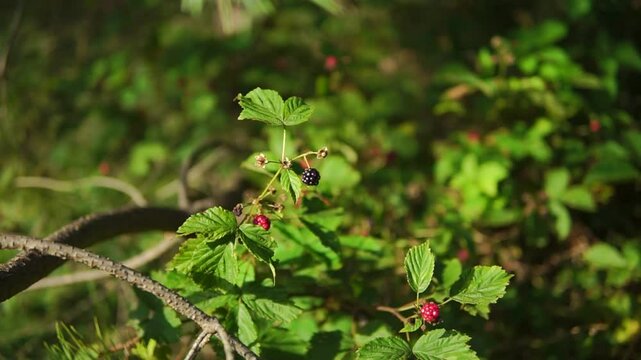 Wild blackberries on a bush with shallow depth of field on sunny day in a summer forest
