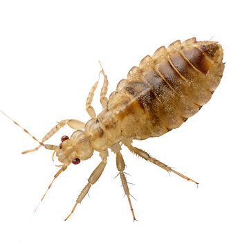 Solitary Barklouse Isolated on a Transparent Background