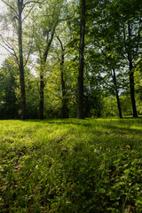 Fototapeta premium landscape in the park with green grass and green foliage of maple trees
