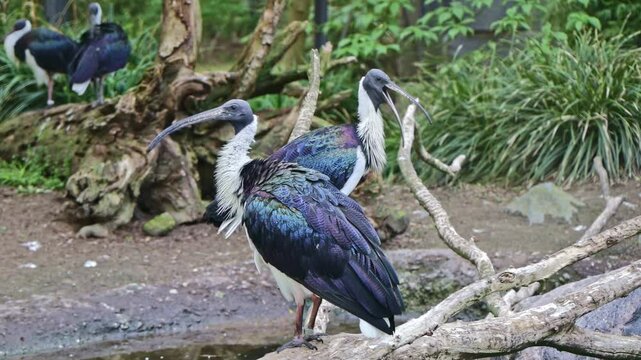 Straw-necked ibis birds threskiornis spinicollis