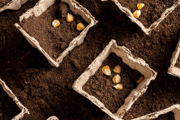 pots made of peat with chernozem and corn seeds, planting sweet corn grains in fertile soil