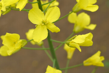 Mustard flower field is full blooming, yellow mustard field landscape industry of agriculture, mustard flowers closeup photo, Oil seed crop cultivation in Pakistan, Full Blooming Yellow Mustard Flower