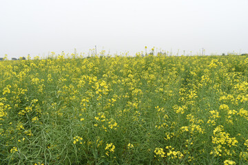 Fototapeta premium Mustard flower field is full blooming, yellow mustard field landscape industry of agriculture, mustard flowers closeup photo, Oil seed crop cultivation in Pakistan, Full Blooming Yellow Mustard Flower