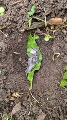 nuthatch bird,sacrifice killed from cat