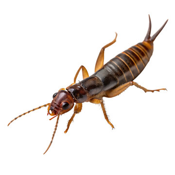 Solitary Earwig Isolated on a Transparent Background