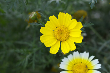 Bright Yellow Crown Daisy, Close-up of a Bright yellow crown daisy flower, blooming in nature,...